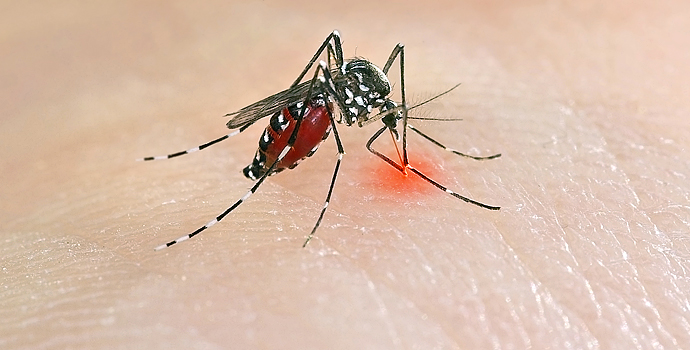 Bon à savoir sur le chikungunya