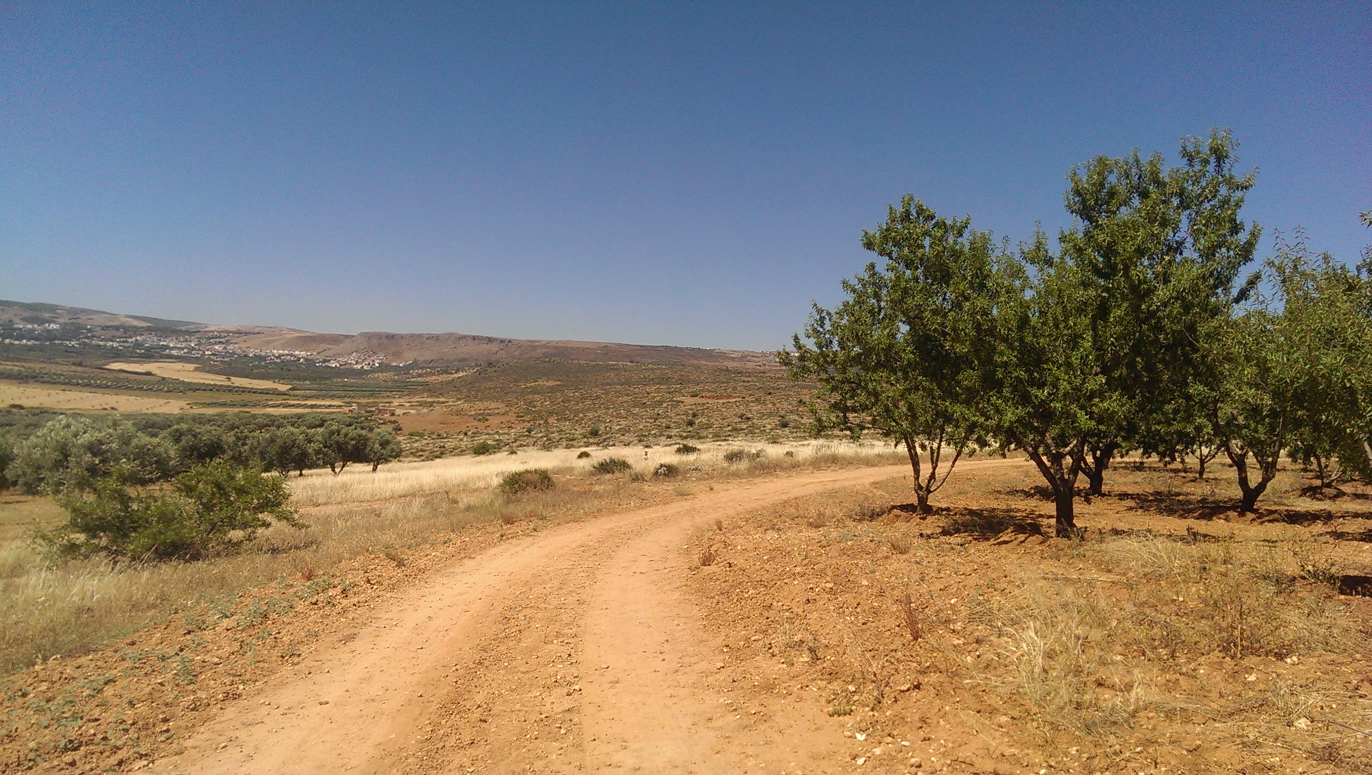 Fès (Maroc): Les oliviers