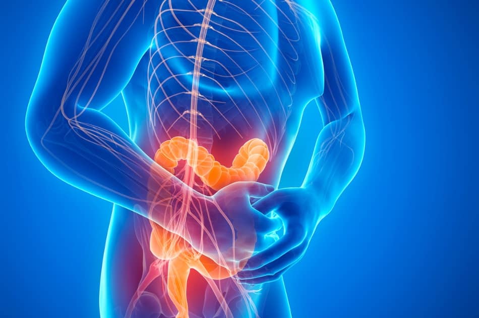 Définition et rôle du microbiote intestinal