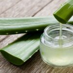 L’Aloe vera : les multiples vertus qui font de cette plante un incontournable