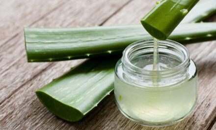 L’Aloe vera : les multiples vertus qui font de cette plante un incontournable