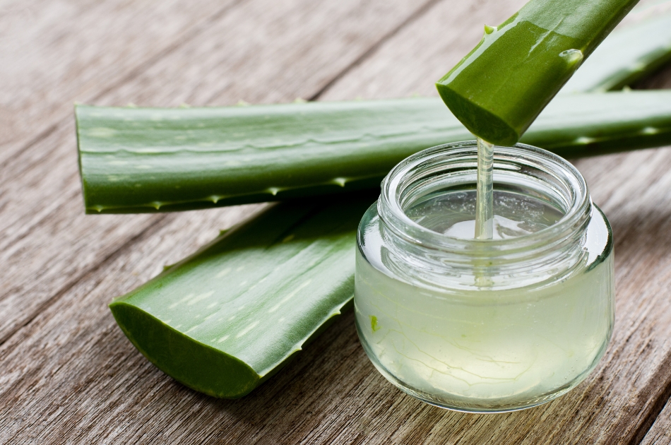 L’Aloe vera : les multiples vertus qui font de cette plante un incontournable