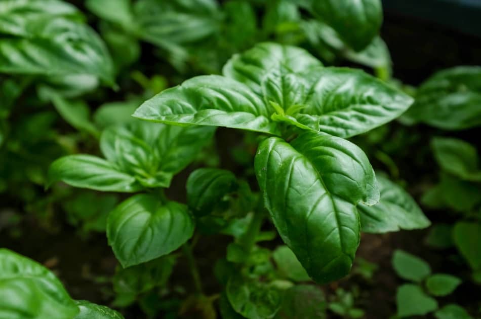 Le basilic : un trésor vert de bienfaits pour la santé